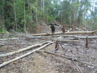Ribuan Hektar Hutan Produksi di Mukomuko Dirambah dan Diperjualbelikan 