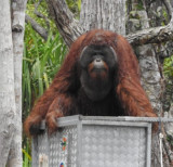 BKSDA Kalteng Berhasil Lepasliarkan Maxi dan 12 Orangutan di TN Tanjung Puting