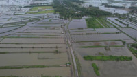 Terendam Banjir, Ratusan Hektar Tambak di Aceh Utara Terancam Gagal Panen