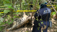 BKSDA Aceh Evakuasi Tiga Individu Harimau Sumatera yang Mati Kena Jerat di Area Lahan Sawit