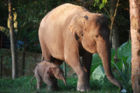 Gajah Sumatera Lahirkan Anak di Luar Habitat