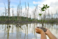Negara Anggota G20 Tertarik Bantu Rehabilitasi Hutan Mangrove Indonesia