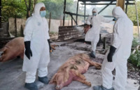 African Swine Fever (ASF) Menyebar di Sebelas Kabupaten di Kalbar, Akibatnya 44 ribu Ekor Babi Mati