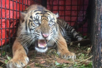 Terlibat Konflik, Seekor Harimau Sumatera Berhasil Ditangkap di Aceh Selatan