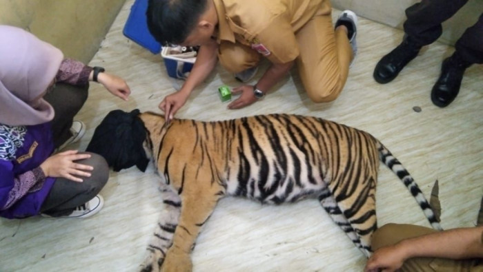 Pasca Kematian Harimau Sumatera, BKSDA Sumatera Barat Sapu Bersih Jerat