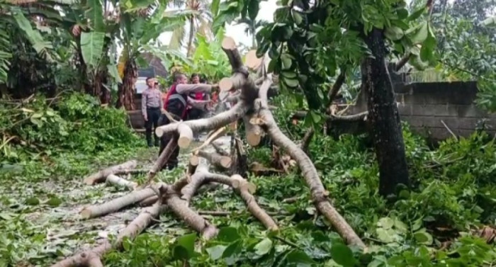 Cuaca Buruk, Satu Orang di Lombok Barat Meninggal Akibat Tertimpa Pohon