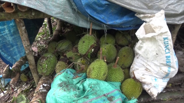 Musim Durian, Warga Murung Raya Dapat Berkah Ekonomi