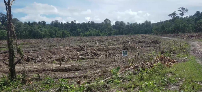 Dugaan Perambahan Hutan Produksi di Simeulue
