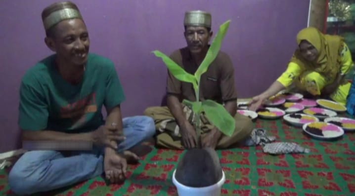 Buah Kelapa Bertunas Pohon Pisang di Desa Lambur Jambi