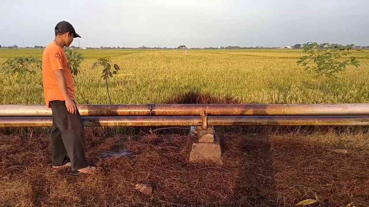 Pipa Minyak Mentah Pertamina Bocor Cemari Area Pesawahan Petani