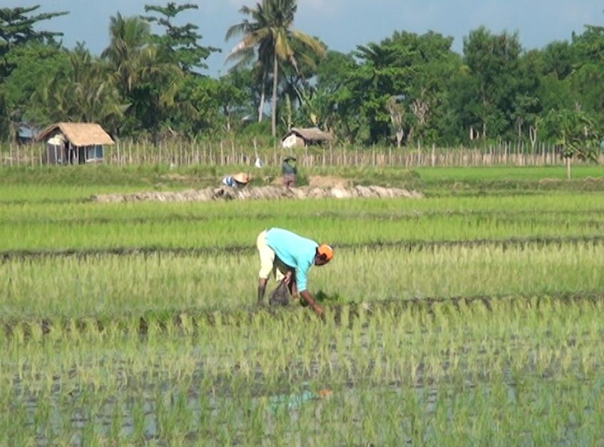 Dampak Kejenuhan Tanah Areal Sawah Akibat Pencemaran