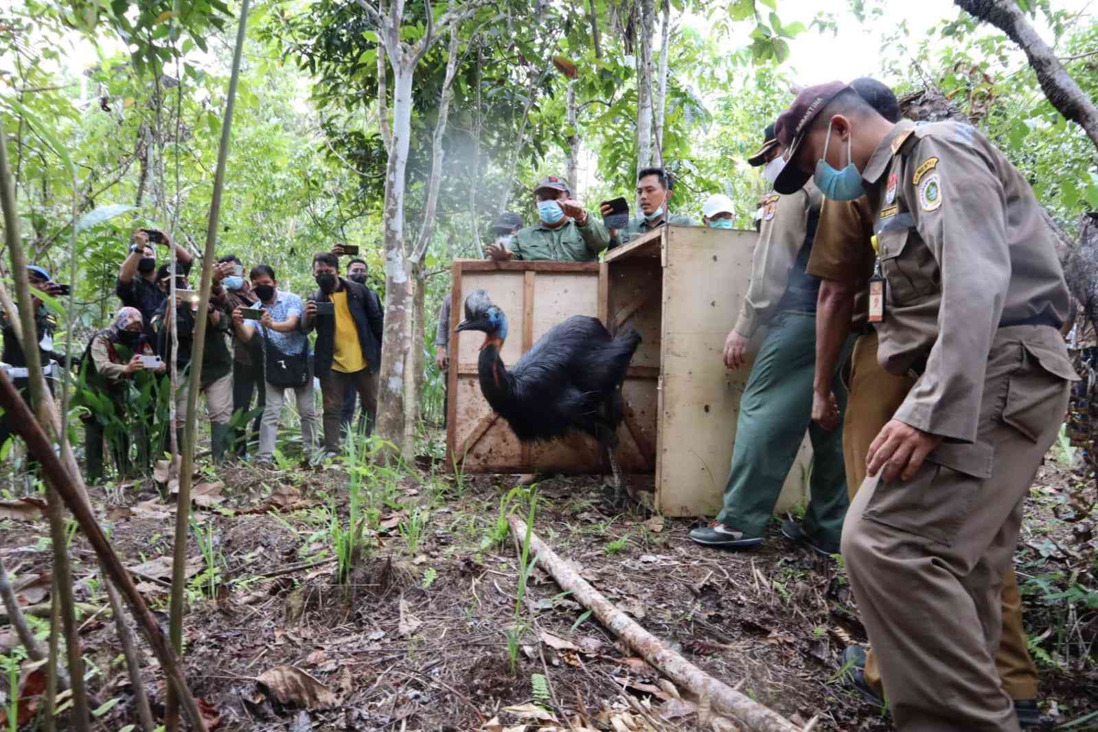 Kementerian LHK Lepasliarkan 12 Satwa Dilindungi ke Alam Papua
