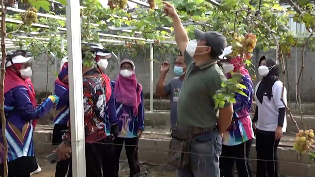 Kampung Anggur di Kota Metro Jadi Tujuan Wisata