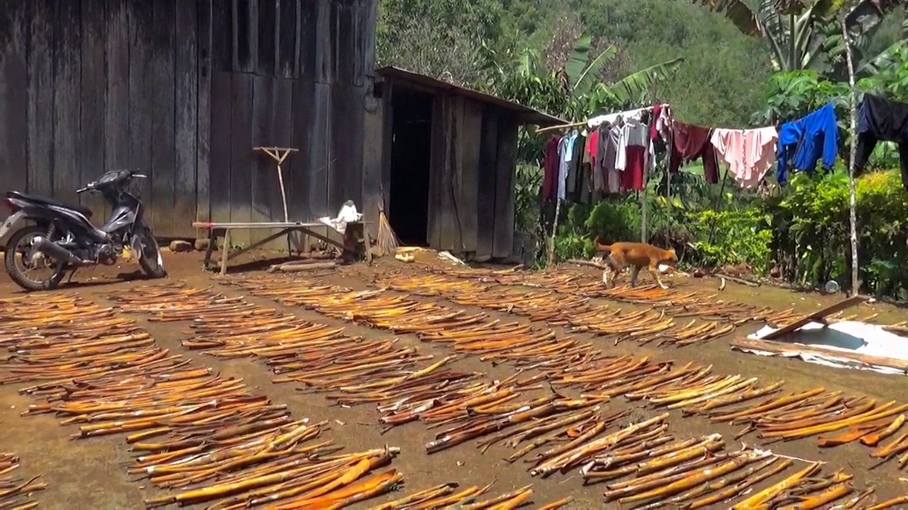 Kayu Manis Primadona Petani Lampung Barat