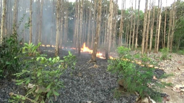 Kebakaran Hutan Jati Ganggu Pengguna Jalan