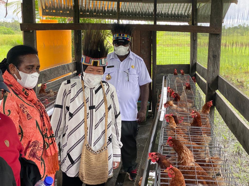 Tingkatkan Gizi Masyarakat, Kemensos Bangun Peternakan Ayam di Kabupaten Asmat