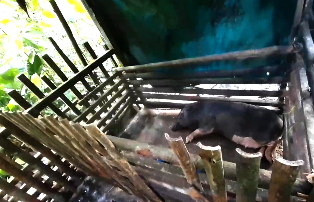 Ratusan Ekor Ternak Babi Mati Mendadak di Wilayah Perbatasan Indonesia – Malaysia