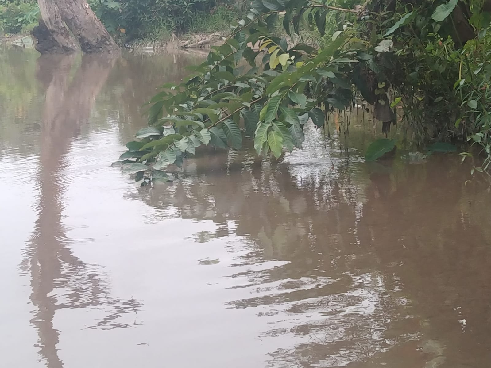 Air Sungai Tercemar, 50 Hektar Area Persawahan Rusak
