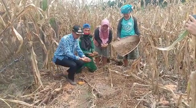 Puluhan Hektar Tanaman Jagung di Kabupaten Kaur Provinsi Bengkulu Tersapu Banjir