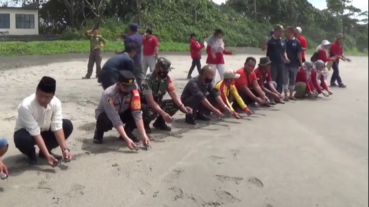 1.000 Anak Penyu Dilepas Liarkan di Pantai Sindangkerta