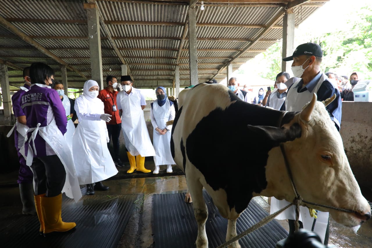 Jelang Idul Adha, Gubernur Khofifah Kawal dan Pantau Distribusi Vaksin PMK di Jawa Timur