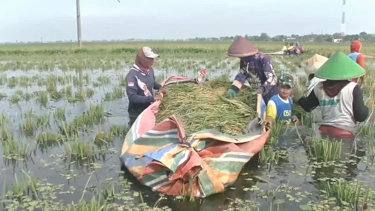 Terendam Banjir, Petani di Pantura Subang Terpaksa Panen Dini