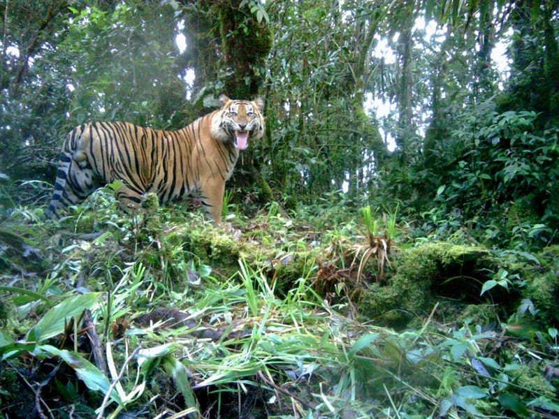 BKSDA Bengkulu Kembali Pantau Harimau Sumatera di UPT Mukomuko