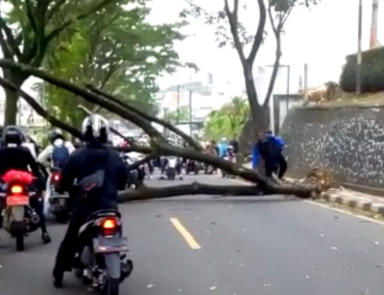 Pohon Tumbang Tutupi Badan Jalan, Akses Jalan Menuju Puncak Terputus