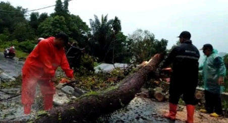 BPBD Kota Padang Imbau Warga Tak Berteduh di Bawah Pohon saat Hujan Deras