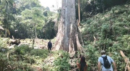 Pohon Medang Terbesar di Dunia Tumbuh di Koto Malintang, Agam Sumbar
