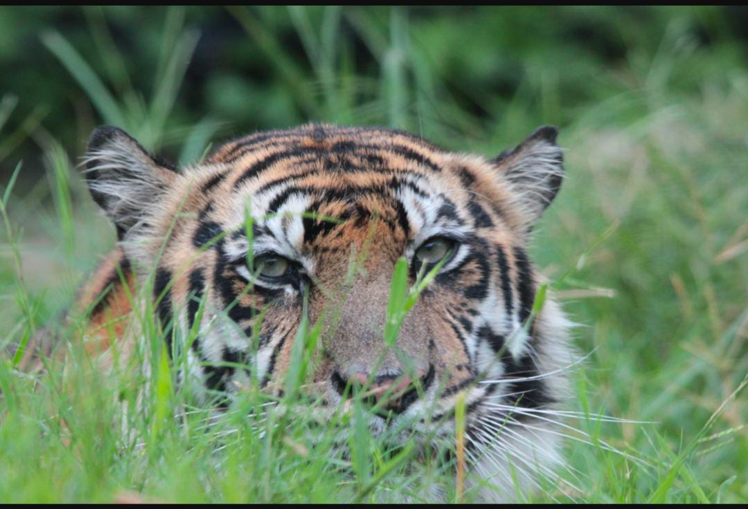 Warga Kabupaten Lebong dan Bengkulu Utara Heboh Dengan Kemunculan Seekor Harimau Sumatera